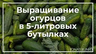 Как вырастить огурцы в 5-литровых бутылках? | toNature.Info