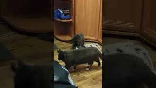 Ей бы ложку