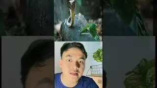 Melintasi Pulau Ular !