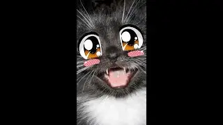 Котики 2021