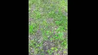 первые грибы