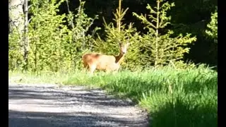 Deer Stalker