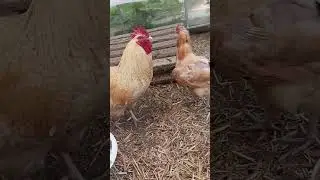 Нидерхайнер