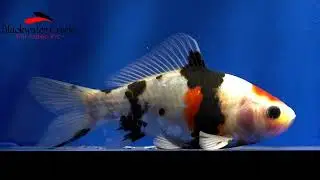 goldenfish014