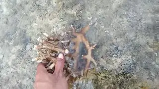 Berburu kerang laut di pantai Wisata Batusori