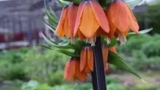 Императорские рябчики в Самаре