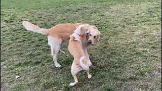 Чуть без ушей не остался. Игривая подружка. #goldenretriever