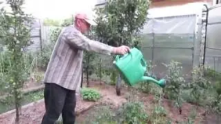 29 июня. Эликсир на всех дачных культурах (часть 6)...