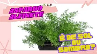 ASPARGO ALFINETE,ONDE ELA GOSTA DE FICAR...