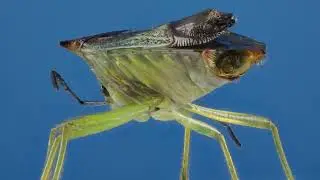 3D Focus Stack of a Shield bug