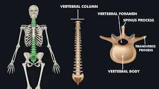 Anatomy of Vertebral Column / Spine: 3d animation