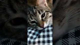 Сестра брата вылизывает.🐈🐈🐈🐯😾