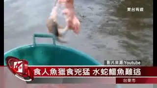 20150109 亞馬遜河水中霸主 食人魚吃相驚人