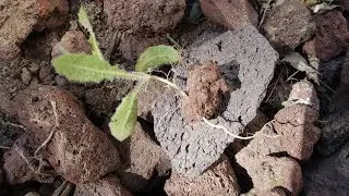 Plant root through a rock.      #plants