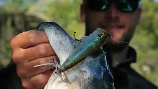 Berkley Bullet Pop - Justin Lucas