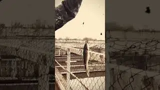 Ant vs Nimfa