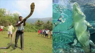 10 Biggest Reptiles Ever Found