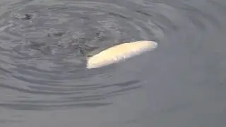 Kapříci okusující rohlík II.