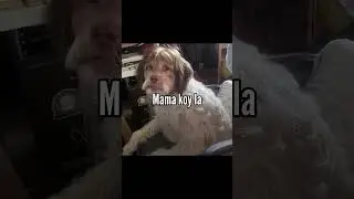 Behzat ç ye aşırı benzeyen köpek #behzatç #instagram #remix #istanbul #love #türkiye #komik #ankara