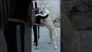 ОГРОМНЫЙ АЛАБАЙ ЭДУАРДОВНЫ