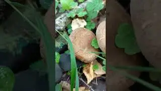 Млечник буроватый.