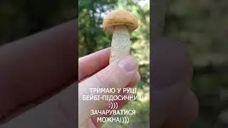 Тримаю у руці бейбі підосичник. Як я люблю ці грибочки в лісі!#shorts