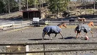 Gutta Boys (Lillemann og Charlie) digger våren!🌞