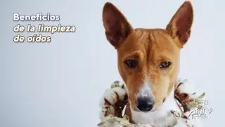Limpieza de orejas y oídos de los perros