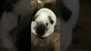 gueniya pigs