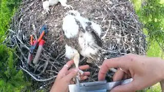 Кольцевание птенцов балобана на гнезде / Ringing of Saker nestlings