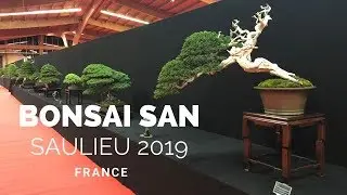 BONSAI SAN SHOW 2019 SAULIEU - FRANCE