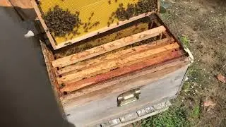 Kraliçe Arı’yı arıyoruz 🐝