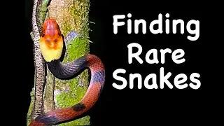 Herping Snakes in Costa Rica (Episode 18c)