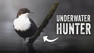 A winter guest  |  White-throated dipper