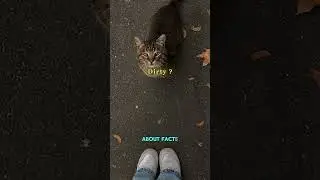 Each street cat has a unique story of survival 🐱🙃 #shorts #cat #edit