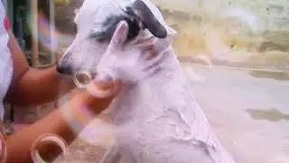 Banho da cachorrinha Keyte.