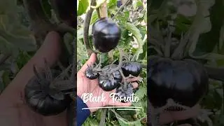 Black Tomato | Exotic Vegetable | 