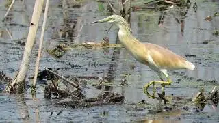 Ramsar wetlands - Blesbokspruit in Gauteng South Africa
