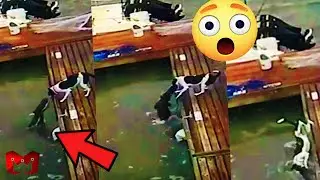 BUAYA MEMAKAN ANJING, Detik Detik Serangan Buaya yg Terekam Kamera,,!! Yang Terjadi Selanjutnya..
