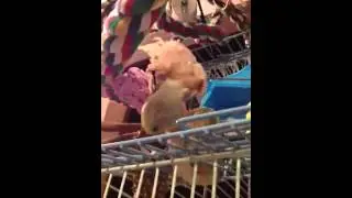 GiGi having fun shredding her wood block