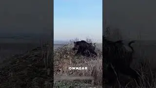Смелые Волкодавы против НАГЛЫХ соперников 😱🐺🔥