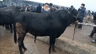 Quva mol bozor narxlari - fevral 2022. Novvos narxlari