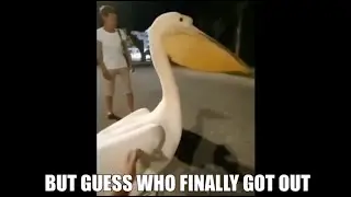 Shitpost Status
