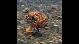 осьминог шагает)