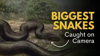 Biggest Snakes Caught on Camera #snake #camera #wildlife #nature