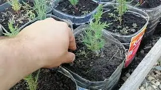 Выращивание Кипариса. Все этапы.