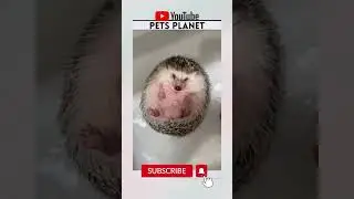 Little Porcupine Having A Bath - Pet Porcupine Video - Unique Pets