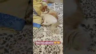Рыжик отдыхает))) #funny #funnyanimal #funnypet #pet #animal #кайф #cat