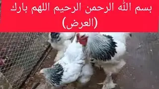 بسم الله الرحمن الرحيم اللهم بارك (العرض)