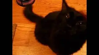 Zanny purring like a motor, OJ SNIFFS CAMERA??